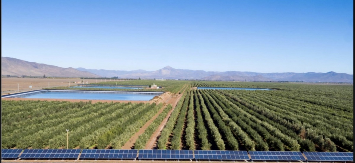 VENTA DE CAMPO OLIVÍCOLA PREMIUM, VALLE DEL LIMARÍ