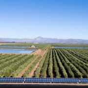 VENTA DE CAMPO OLIVÍCOLA PREMIUM, VALLE DEL LIMARÍ