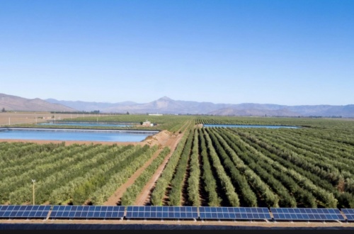 VENTA DE CAMPO OLIVÍCOLA PREMIUM, VALLE DEL LIMARÍ