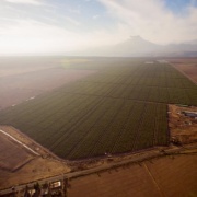 VENTA DE CAMPO OLIVÍCOLA PREMIUM, VALLE DEL LIMARÍ