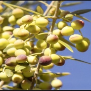 VENTA DE CAMPO OLIVÍCOLA PREMIUM, VALLE DEL LIMARÍ