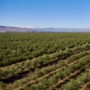 VENTA DE CAMPO OLIVÍCOLA PREMIUM, VALLE DEL LIMARÍ