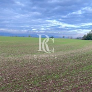 CAMPO DE 560 HECTÁREAS, GALVARINO, REGIÓN DE LA ARAUCANÍA
