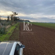 CAMPO DE 560 HECTÁREAS, GALVARINO, REGIÓN DE LA ARAUCANÍA