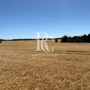 CAMPO DE 560 HECTÁREAS, GALVARINO, REGIÓN DE LA ARAUCANÍA