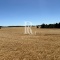 CAMPO DE 560 HECTÁREAS, GALVARINO, REGIÓN DE LA ARAUCANÍA