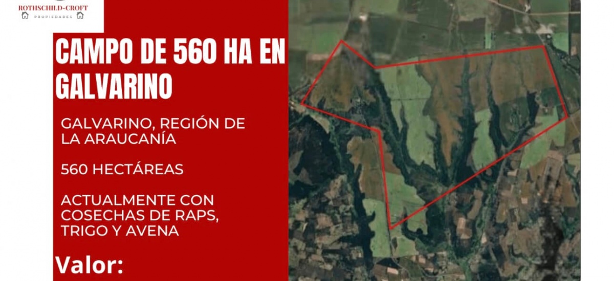 CAMPO DE 560 HECTÁREAS, GALVARINO, REGIÓN DE LA ARAUCANÍA