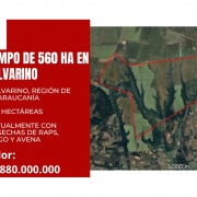 CAMPO DE 560 HECTÁREAS, GALVARINO, REGIÓN DE LA ARAUCANÍA