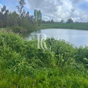 CAMPO DE 560 HECTÁREAS, GALVARINO, REGIÓN DE LA ARAUCANÍA