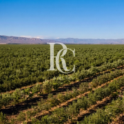VENTA DE CAMPO OLIVÍCOLA PREMIUM, VALLE DEL LIMARÍ