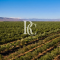 VENTA DE CAMPO OLIVÍCOLA PREMIUM, VALLE DEL LIMARÍ