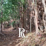 PROPIEDAD DE 72 HECTÁREAS, CHANCO, REGIÓN DEL MAULE