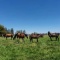 HARAS/CAMPO EN VENTA A 30 MINUTOS DEL CENTRO DE SANTIAGO HARAS/CAMPO EN VENTA A 30 MINUTOS DEL CENTRO DE SANTIAGO