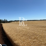 CAMPO DE 560 HECTÁREAS, GALVARINO, REGIÓN DE LA ARAUCANÍA