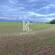 CAMPO DE 560 HECTÁREAS, GALVARINO, REGIÓN DE LA ARAUCANÍA