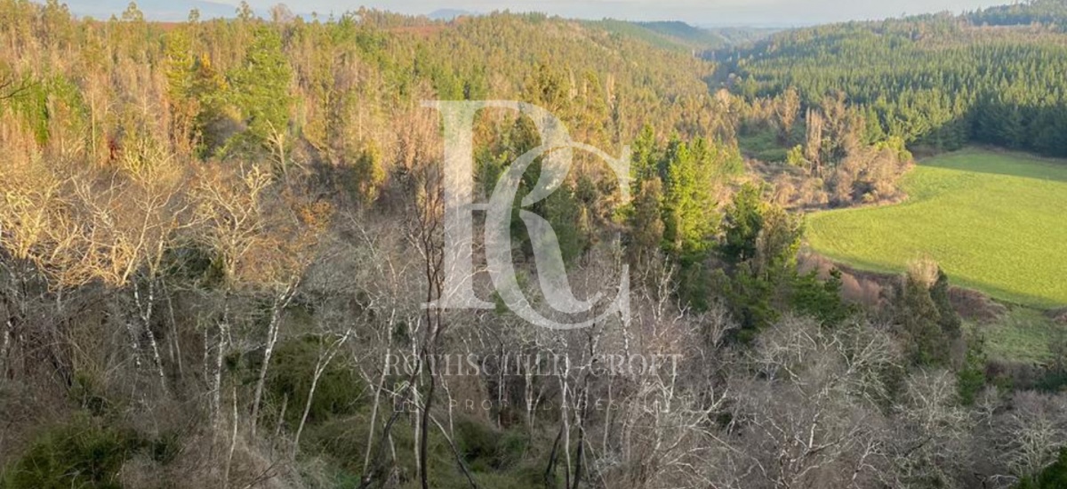 CAMPO DE 560 HECTÁREAS, GALVARINO, REGIÓN DE LA ARAUCANÍA CAMPO DE 560 HECTÁREAS, GALVARINO, REGIÓN DE LA ARAUCANÍA