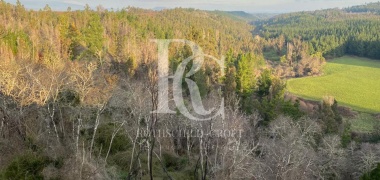 CAMPO DE 560 HECTÁREAS, GALVARINO, REGIÓN DE LA ARAUCANÍA