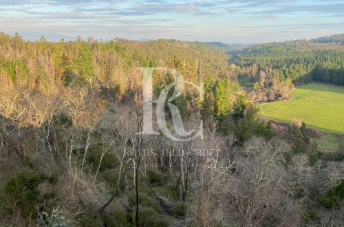 CAMPO DE 560 HECTÁREAS, GALVARINO, REGIÓN DE LA ARAUCANÍA