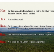 VENTA DE CAMPO OLIVÍCOLA PREMIUM, VALLE DEL LIMARÍ