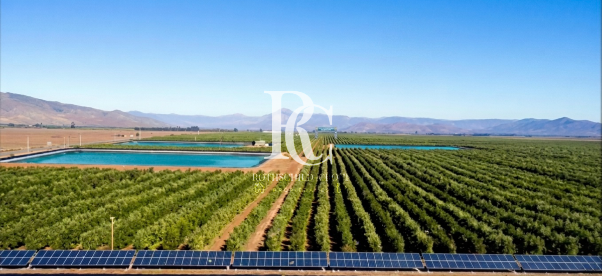VENTA DE CAMPO OLIVÍCOLA PREMIUM, VALLE DEL LIMARÍ