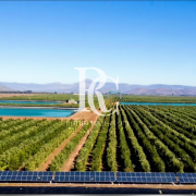 VENTA DE CAMPO OLIVÍCOLA PREMIUM, VALLE DEL LIMARÍ