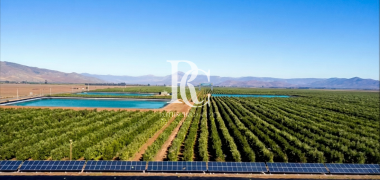 VENTA DE CAMPO OLIVÍCOLA PREMIUM, VALLE DEL LIMARÍ