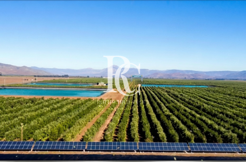 VENTA DE CAMPO OLIVÍCOLA PREMIUM, VALLE DEL LIMARÍ