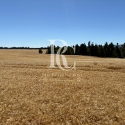 CAMPO DE 560 HECTÁREAS, GALVARINO, REGIÓN DE LA ARAUCANÍA