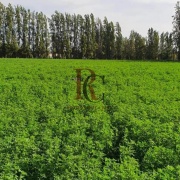 HARAS/CAMPO EN VENTA A 30 MINUTOS DEL CENTRO DE SANTIAGO