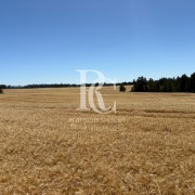 CAMPO DE 560 HECTÁREAS, GALVARINO, REGIÓN DE LA ARAUCANÍA