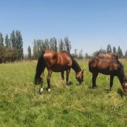 HARAS/CAMPO EN VENTA A 30 MINUTOS DEL CENTRO DE SANTIAGO