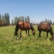 HARAS/CAMPO EN VENTA A 30 MINUTOS DEL CENTRO DE SANTIAGO HARAS/CAMPO EN VENTA A 30 MINUTOS DEL CENTRO DE SANTIAGO